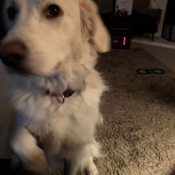 Meet your Posher, Ryan - Picture 1 of 1